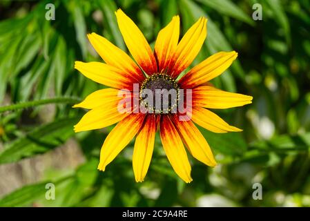 Lagerfeuer Rudbeckia, Nahaufnahme. Rudbeckia hirta, schwarzäugige Rudbeckia, kühne goldene Staude. Stockfoto