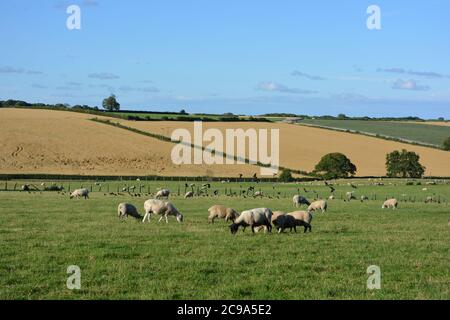 Schafe weiden in einem Weidefeld mit geernteten Weizenfeldern jenseits, North Yorkshire, England Stockfoto