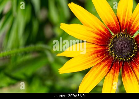 Lagerfeuer Rudbeckia, Nahaufnahme. Rudbeckia hirta, schwarzäugige Rudbeckia, kühne goldene Staude. Selektiver Fokus. Stockfoto