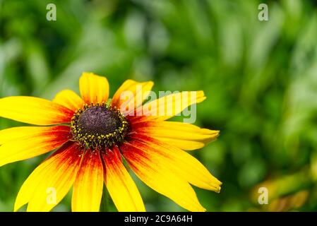 Lagerfeuer Rudbeckia, Nahaufnahme. Rudbeckia hirta, schwarzäugige Rudbeckia, kühne goldene Staude. Stockfoto