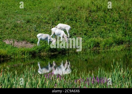 Apple Valley, Minnesota. Three Addax, Addax Nasomaculatus Beweidung im Gras ist eine vom Aussterben bedrohte Antilopenart. Stockfoto