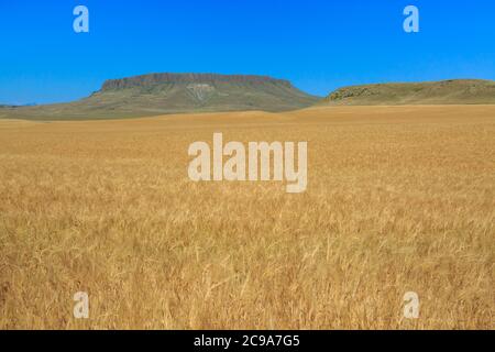Feld von goldenem Weizen unter Krone butte in der Nähe von simms, montana Stockfoto