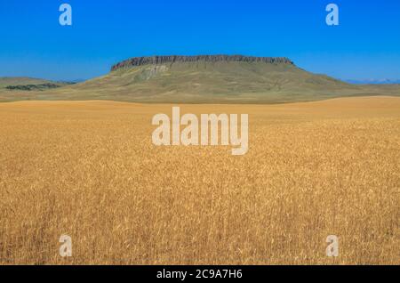 Feld von goldenem Weizen unter Krone butte in der Nähe von simms, montana Stockfoto