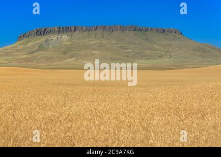 Feld von goldenem Weizen unter Krone butte in der Nähe von simms, montana Stockfoto