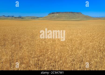 Feld von goldenem Weizen unter Krone butte in der Nähe von simms, montana Stockfoto