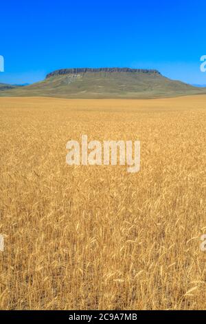 Feld von goldenem Weizen unter Krone butte in der Nähe von simms, montana Stockfoto