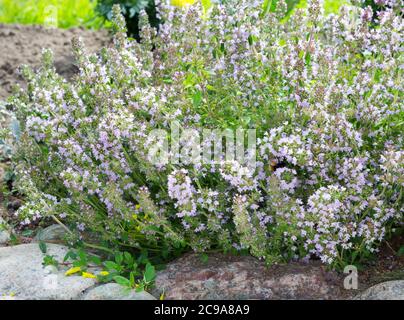 Salvia sclarea, clary oder clary Salbei Pflanzen wachsen auf dem Feld. Das Aufblühen von Salvia sclarea oder clary Salbei. Stockfoto