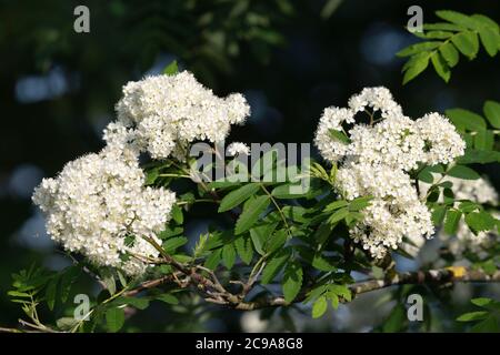 Dolden von Blumen und Laub auf einer Rowan (Sorbus Aucuparia) im Sommer Sonnenschein Stockfoto