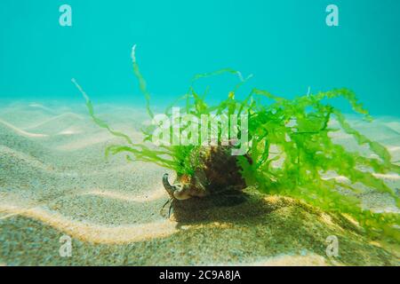 Black Sea rapan in Algen Spaziergänge auf dem Sand, Unterwasseransicht Stockfoto