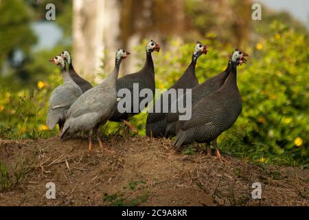 Sieben domestizierte Perlhühner (numida meleagris) auf einem Hügel in einer brasilianischen Farm mit grünem Hintergrund Stockfoto