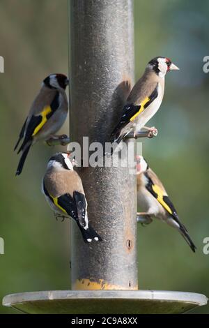 Vier Goldfinken (Carduelis Carduelis), die auf einem Garten Nyger Seed Feeder barschen Stockfoto