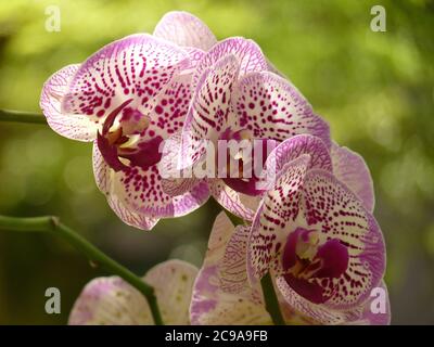 Selektive Aufnahme von schönen rosa und weiß gepunkteten Orchideen Stockfoto