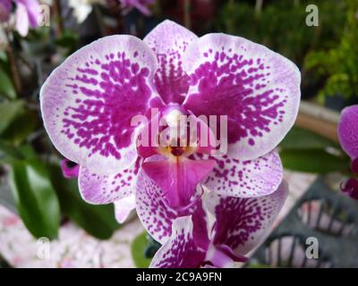 Selektive Aufnahme von schönen rosa und weiß gepunkteten Orchideen Stockfoto