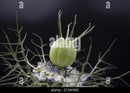 Nahaufnahme einer Nigella Sativa Knospe, bekannt als schwarzer Kümmel oder schwarzer Kümmel auf schwarzem Hintergrund Stockfoto