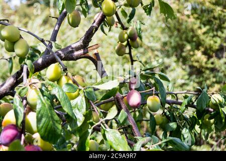 Zweig eines Pflaumenbaums, der unter dem Gewicht der wachsenden Frucht in einem Garten gerissen wird. Stockfoto