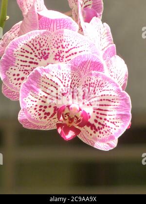 Vertikale selektive Fokusaufnahme mit schönen rosa und weiß gepunkteten Punkten Orchideen Stockfoto