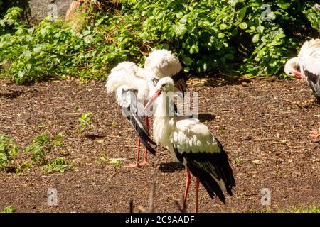 Drei Weißstörche, Ciconia ciconia, auch Rattle Storch genannt. Sie waren 1984 und 1994 in Deutschland Vogel des Jahres Stockfoto