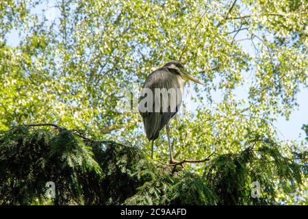 Blick auf einen Nachtreiher, der auf einem Baum sitzt, Nycticorax nycticorax Stockfoto