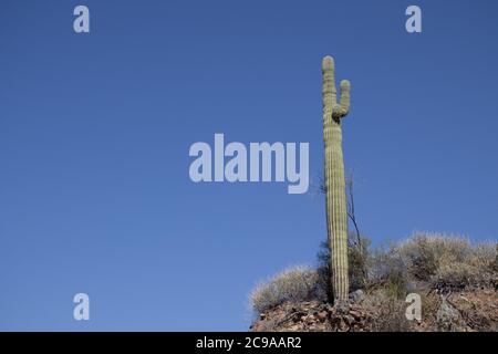 Der Eingefleißene Saguaro Kaktus Wächst Gegen Den Himmel Von Arizona Hoch Stockfoto