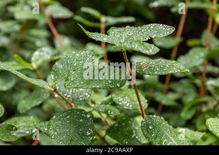 Wasserperlen auf Lonicera caerulea Blättern, Pflanze auch bekannt als blaue Geißblatt, Süßbeere Geißblatt, Fliege Geißblatt oder blaue Fliege Geißblatt Stockfoto