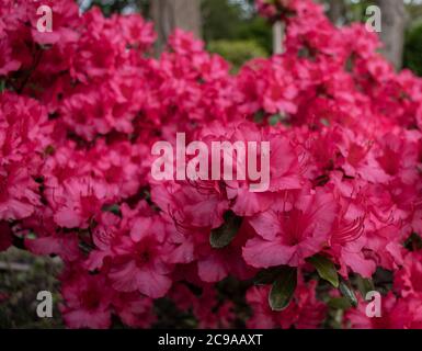 Tiefes heißes Pink Azalea Flower Blossoms, Rhododendron ferrugineum, während des Frühlings in Neffsville, Lancaster County, Pennsylvania Stockfoto