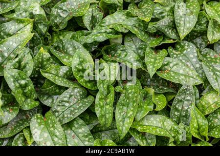 Dunkelgrüne Basalblätter mit hellgrünen Flecken. Pulmonaria officinalis, gebräuchliche Namen Lungenkraut, gewöhnliches Lungenkraut, Mariens Tränen oder Mariens Milchtropfen Stockfoto