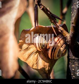 Nahaufnahme von zwei Schnecken mit großen Muscheln Ein getrocknetes gelbes Blatt Stockfoto