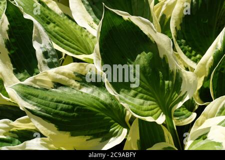Eine Nahaufnahme der Blätter mit hellen Kanten. Hosta ist eine Pflanzengattung, die allgemein als Hostas, Wegerich Lilien (in Großbritannien) und gelegentlich von der bekannt ist Stockfoto