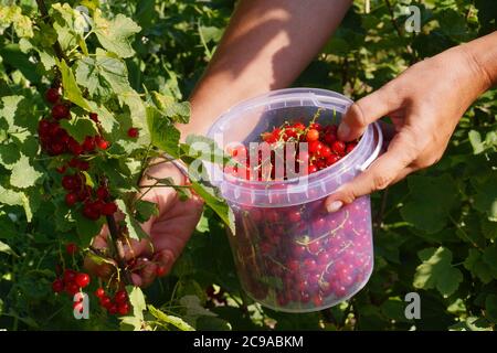 Sommergarten. Pflücken von reifen roten Johannisbeeren aus den Büschen. Stockfoto