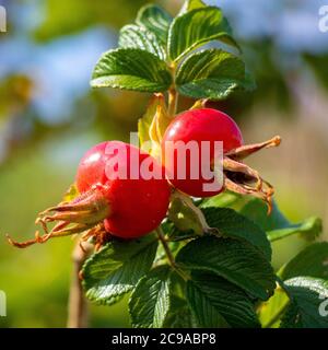 Selektiver Fokus Schuss eines Astes von Granatapfel Baum mit Zwei rote Granatäpfel Stockfoto