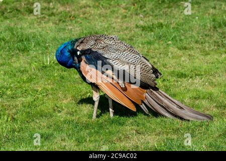 Victoria, British Columbia, Kanada. Indische Pfau, Pavo christatus'. Männliche Pfau herausputzen. Stockfoto