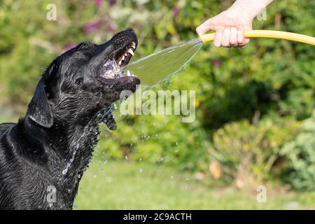 Porträt eines albernen schwarzen Labradors, der versucht, Wasser aus einem Gartenschlauch zu trinken Stockfoto