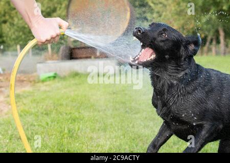 Porträt eines schwarzen Labrador Retriever, der mit einem Gartenschlauch besprüht wird Stockfoto