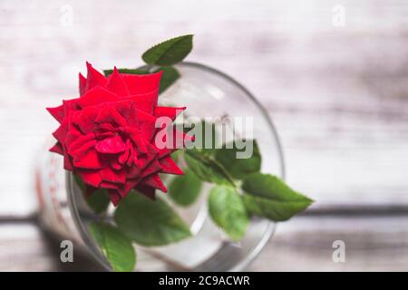 Rote Rosenblüte in der Blüte Nahaufnahme noch Stockfoto