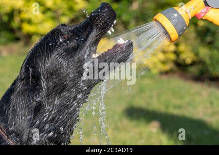 Kopfaufnahme eines schwarzen Labradors, der mit einem Schlauch besprüht wurde Stockfoto