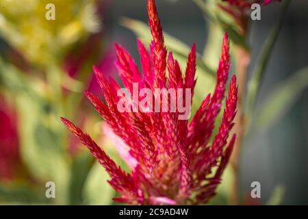 Rote Hahnenkamm haarige Feder Blume Nahaufnahme noch Stockfoto