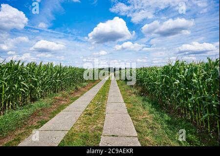 Weg zwischen Maisfeldern (Zea mays) aus einer hohen Perspektive in den Außenbezirken von Berlin, Deutschland, unter einem blauen Himmel mit weißen Wolken. Stockfoto
