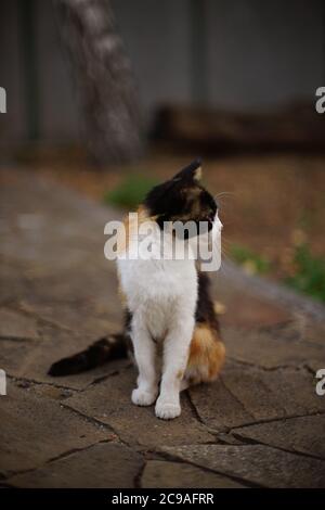 Tricolor Kitty sitzt im Garten auf dem alten Steinboden. Stockfoto