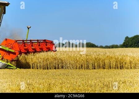 An einem sonnigen Sommertag erntet der Erntemaschine Weizen oder Gerste Stockfoto