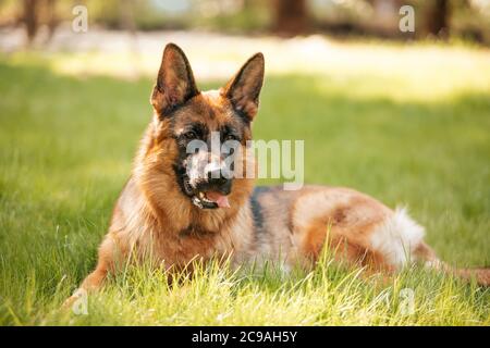 Deutscher Schäferhund liegt auf dem Gras im Park. Porträt eines reinrassigen Hundes. Stockfoto