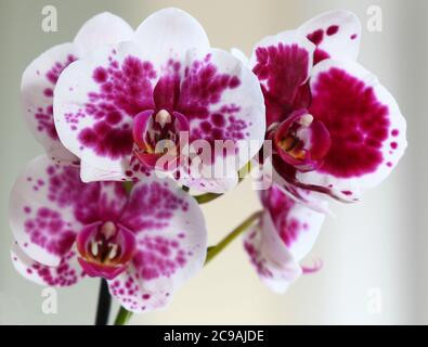 Lila und weiße Orchideenblume Makro Stockfoto