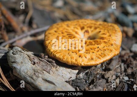 Suillus grevillei ist allgemein als Greville-Bolete und Lärchenbolete bekannt. Schöner essbarer Pilz. Stockfoto