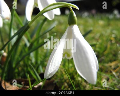 Schneeglöckchen Blume mit einem gebeugten Kopf Stockfoto