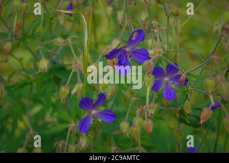 Schöne lila wilden Wald Blume. Holzschnabel, Waldgeranie, Geranium sylvaticum. Waldgeranie aus nächster Nähe. Stockfoto