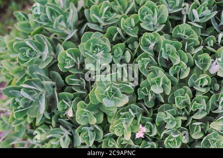 Sedum spectabile, Stonecrop blühende Pflanze, Draufsicht. Natürliche Hintergrundstruktur Stockfoto