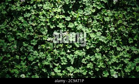 Glücklicher grüner Kleeblatt Hintergrund Stockfoto