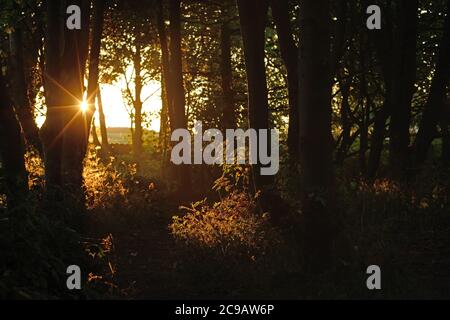 Sonne scheint durch die Bäume in einem Wald auf einem Herbstabend mit Feldern dahinter Stockfoto