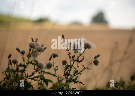 Große Disteln wachsen am Rande eines Maisfeld an einem sonnigen Tag Stockfoto