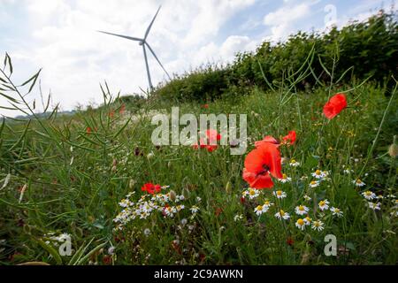 Mohnblumen, Gänseblümchen und wilde Blumen in der Nähe einer Hecke auf einer Wiese mit langem Gras und einer Windturbine im Hintergrund Stockfoto