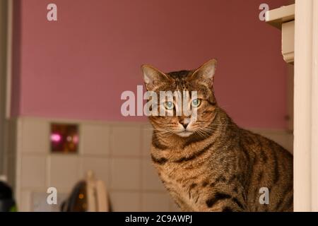 Bengal tabby Katze sitzt auf einer Küchenarbeitsfläche Stockfoto